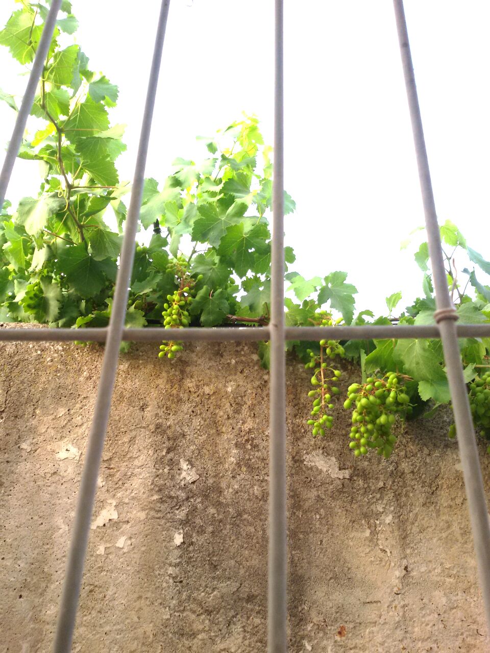 Sour grapes in Barta'a.jpg