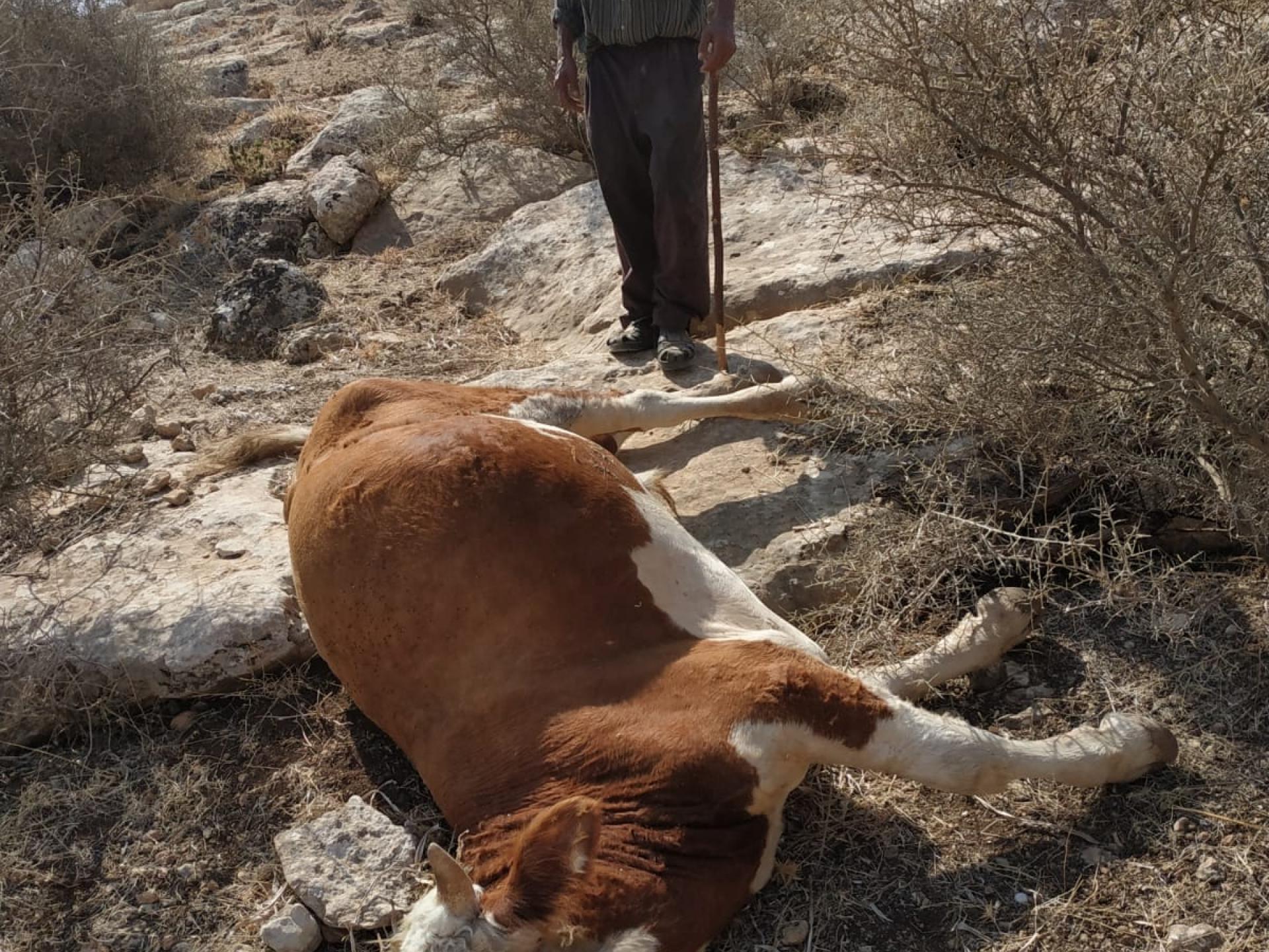 בקעת הירדן אל חדידיה: אחת הפרות שנהרגו מאש חיילי צה"ל