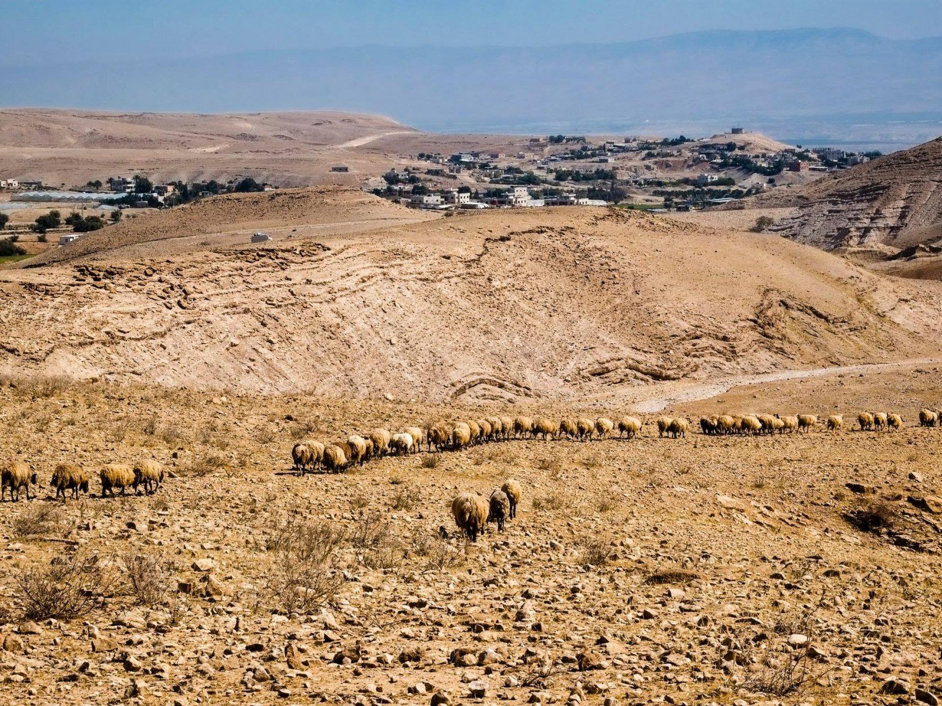 דרום בקעת הירדן: עדר כבשים פלסטיני