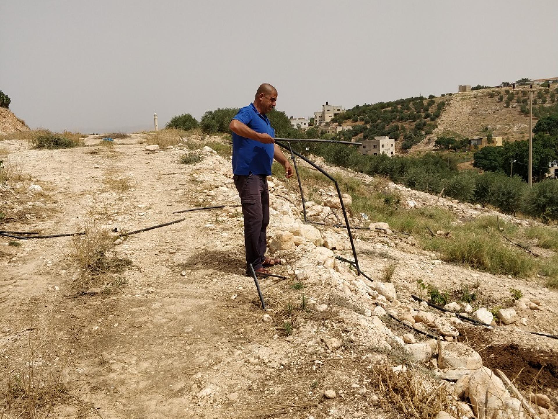 Bardala, Northern Palestinian Jordan Valley: 400 young olive trees were cut by Israeli soldiers, irrigation pipes, cut – why??