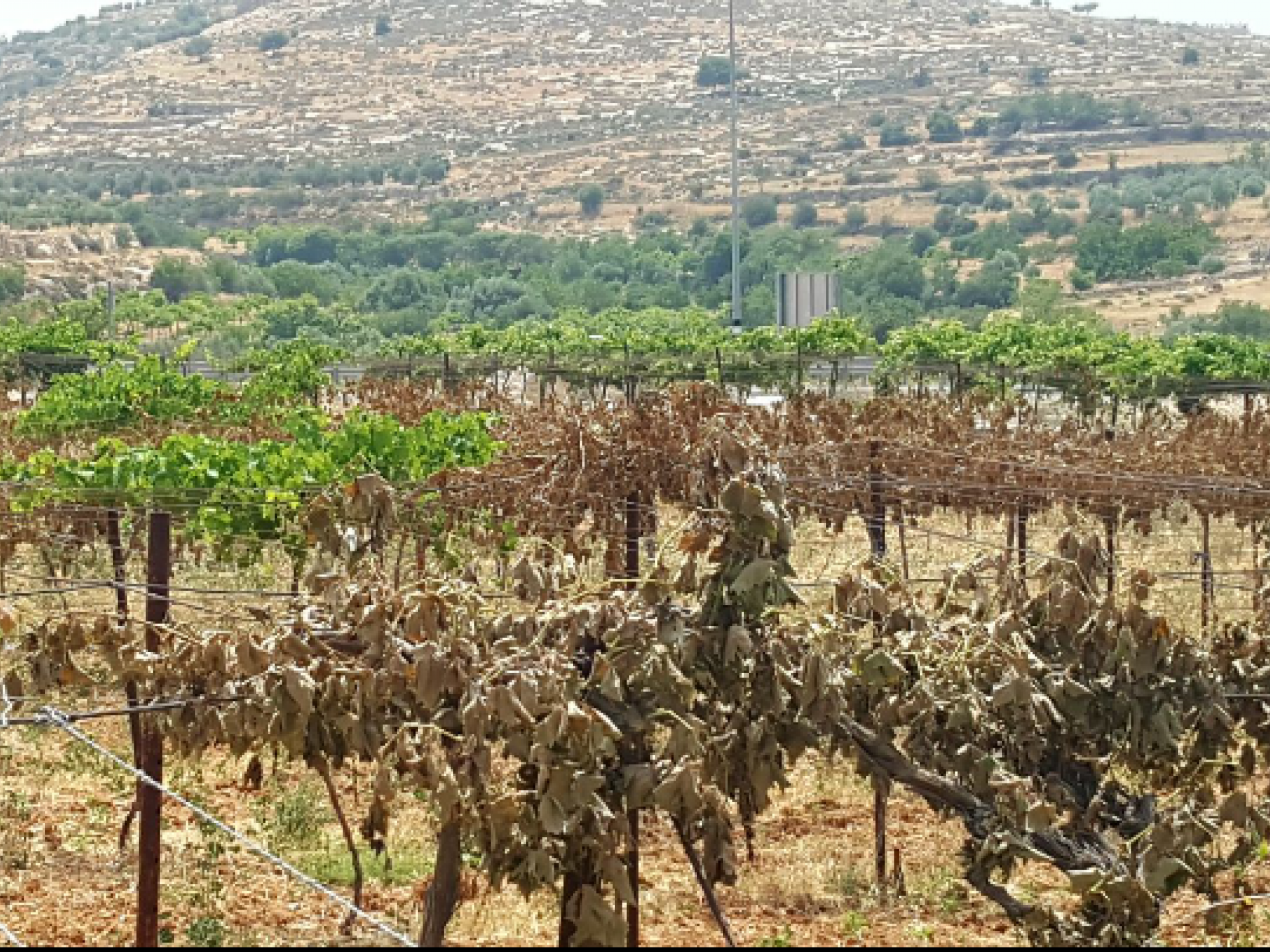 The mutilated vineyard
