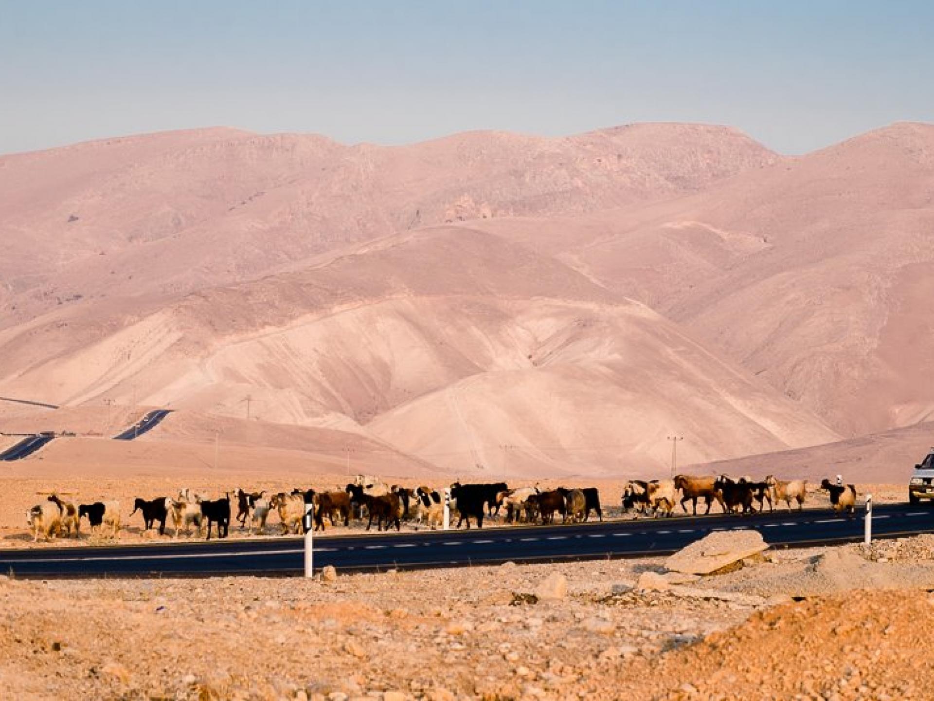 בקעת הירדן: עדר הפרות הפלסטיני שהורחק מהמרעה בשיתוף פעולה בין הצבא למתנחלים