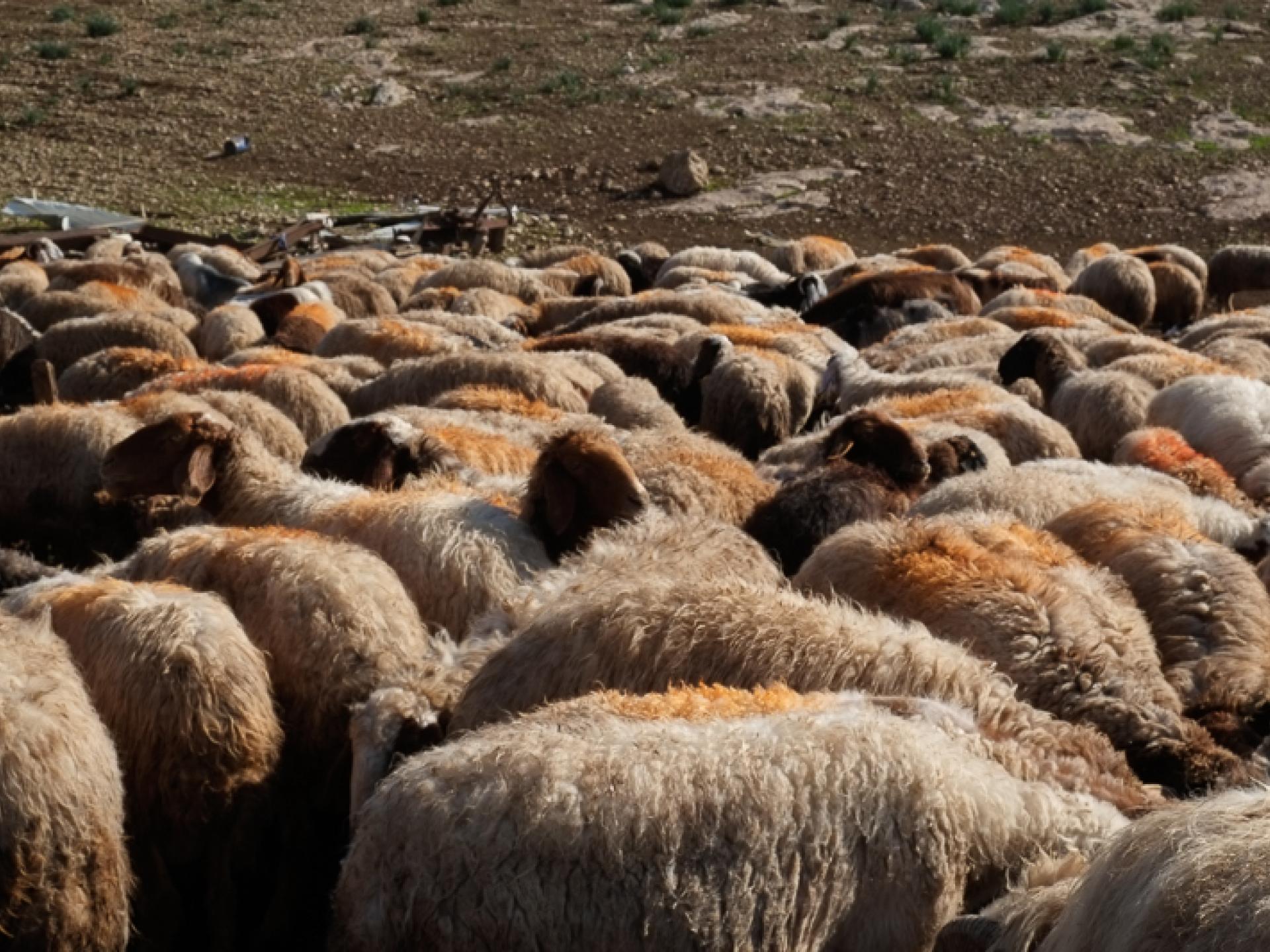 The Jordan Valley: sheep who survived the  plague epidemic