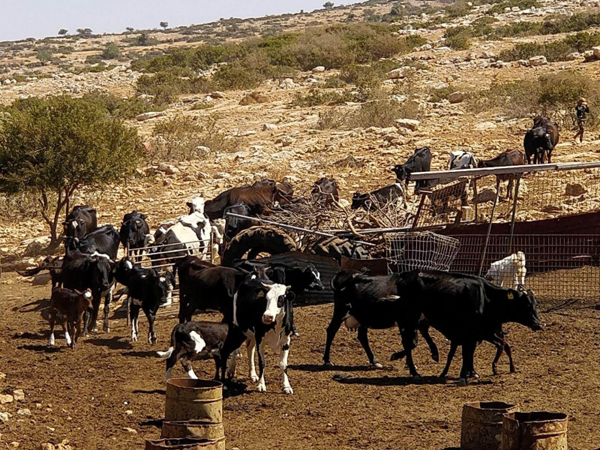 Yarza, Jordan Valley:  Bringing in the flock before the expulsion.