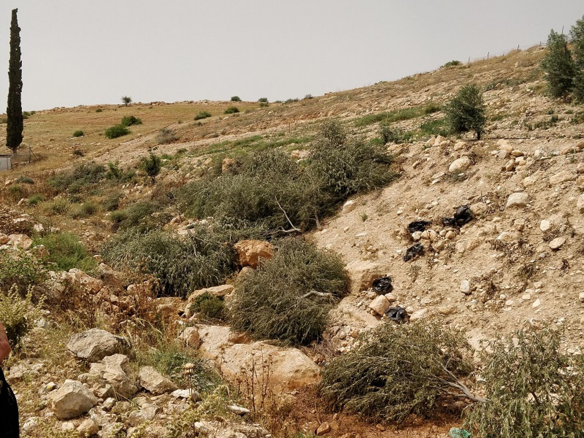 Bardala, Northern Palestinian Jordan Valley: young olive trees uprooted by Israeli soldiers