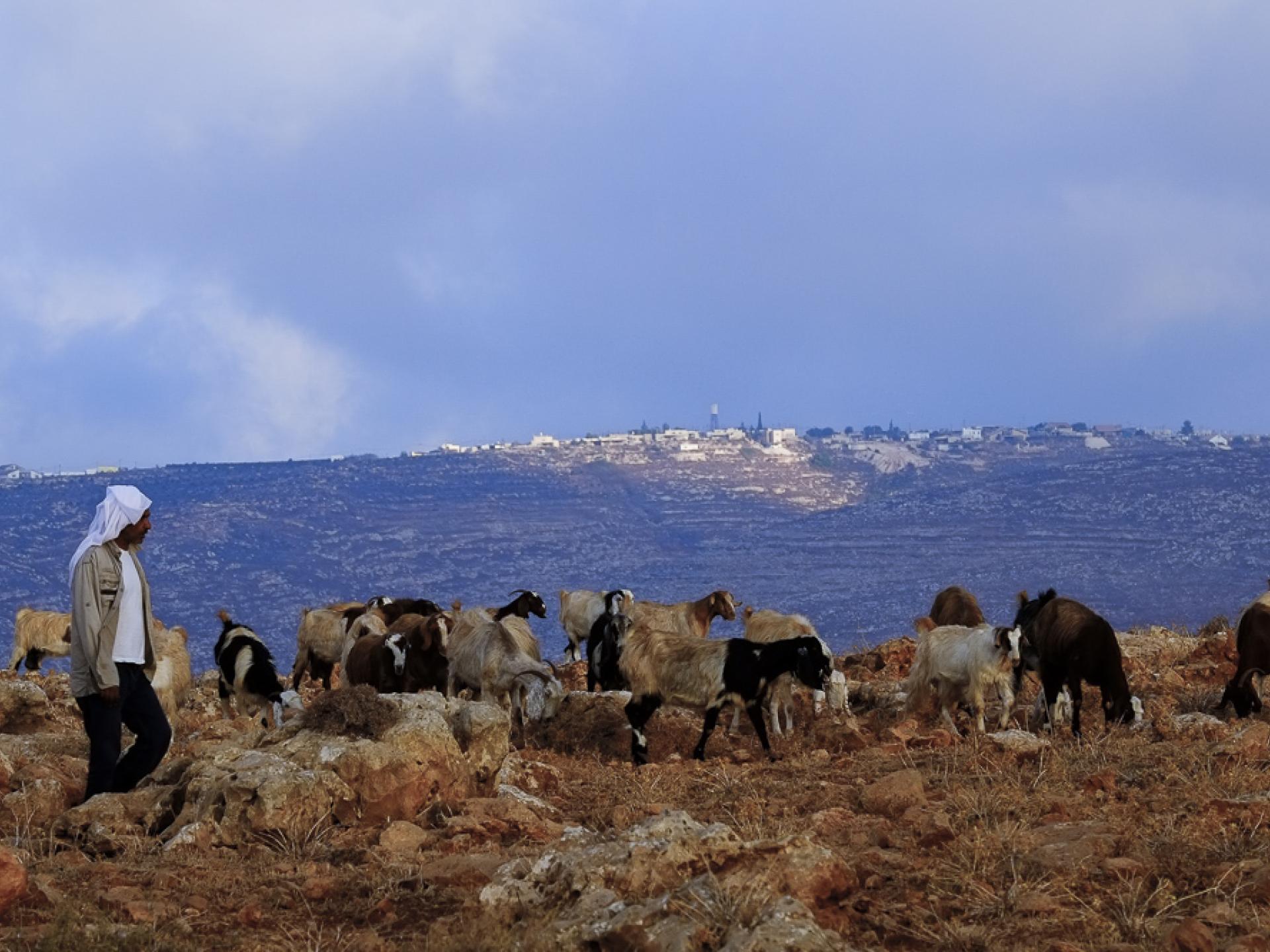 עדר פלסטיני רועה בשטח