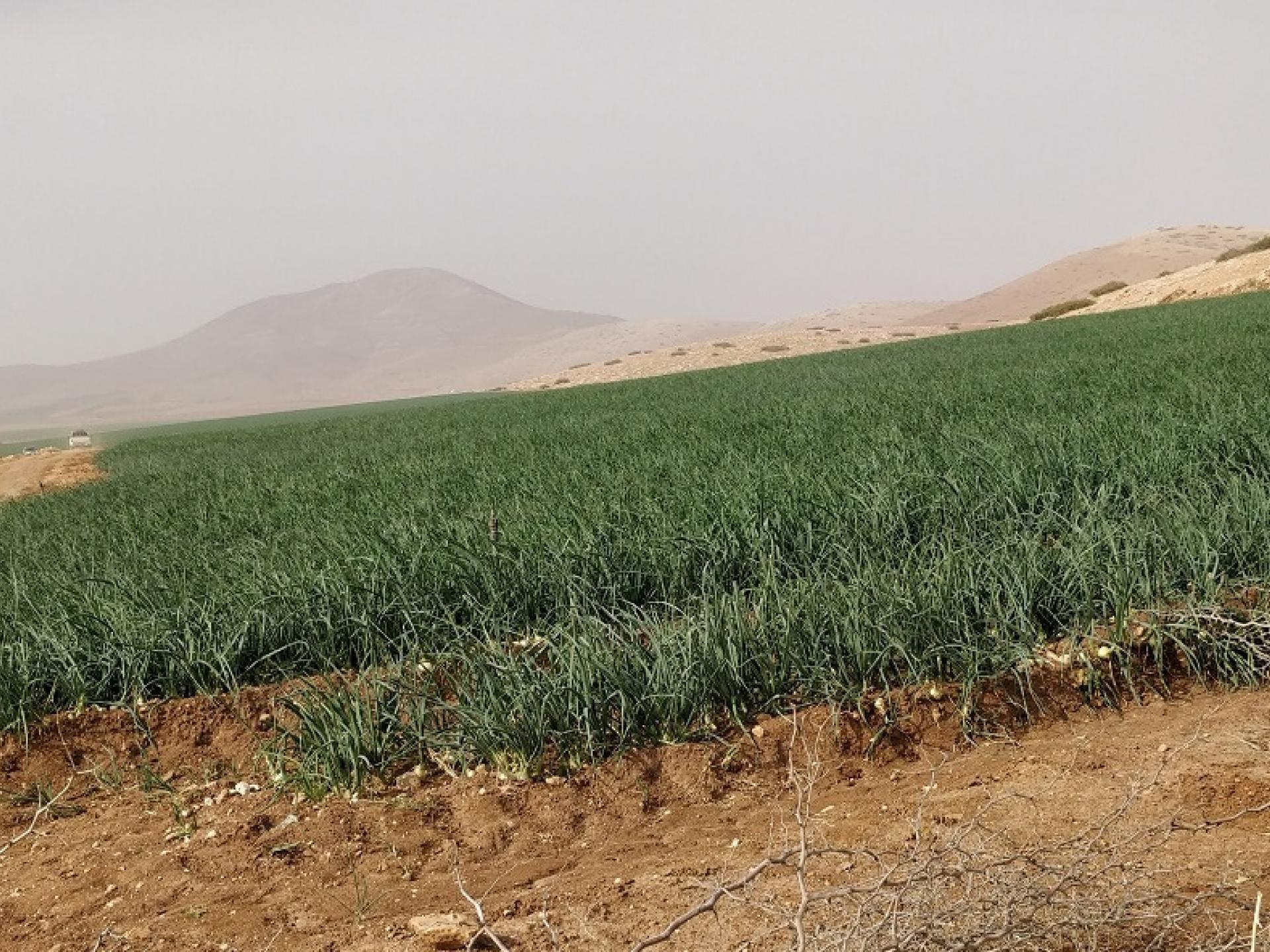 בקעת הירדן: שדה  בצל שיתייבש בקרוב מחוסר מים לאחר שהצבא חתך את צינורות ההשקייה