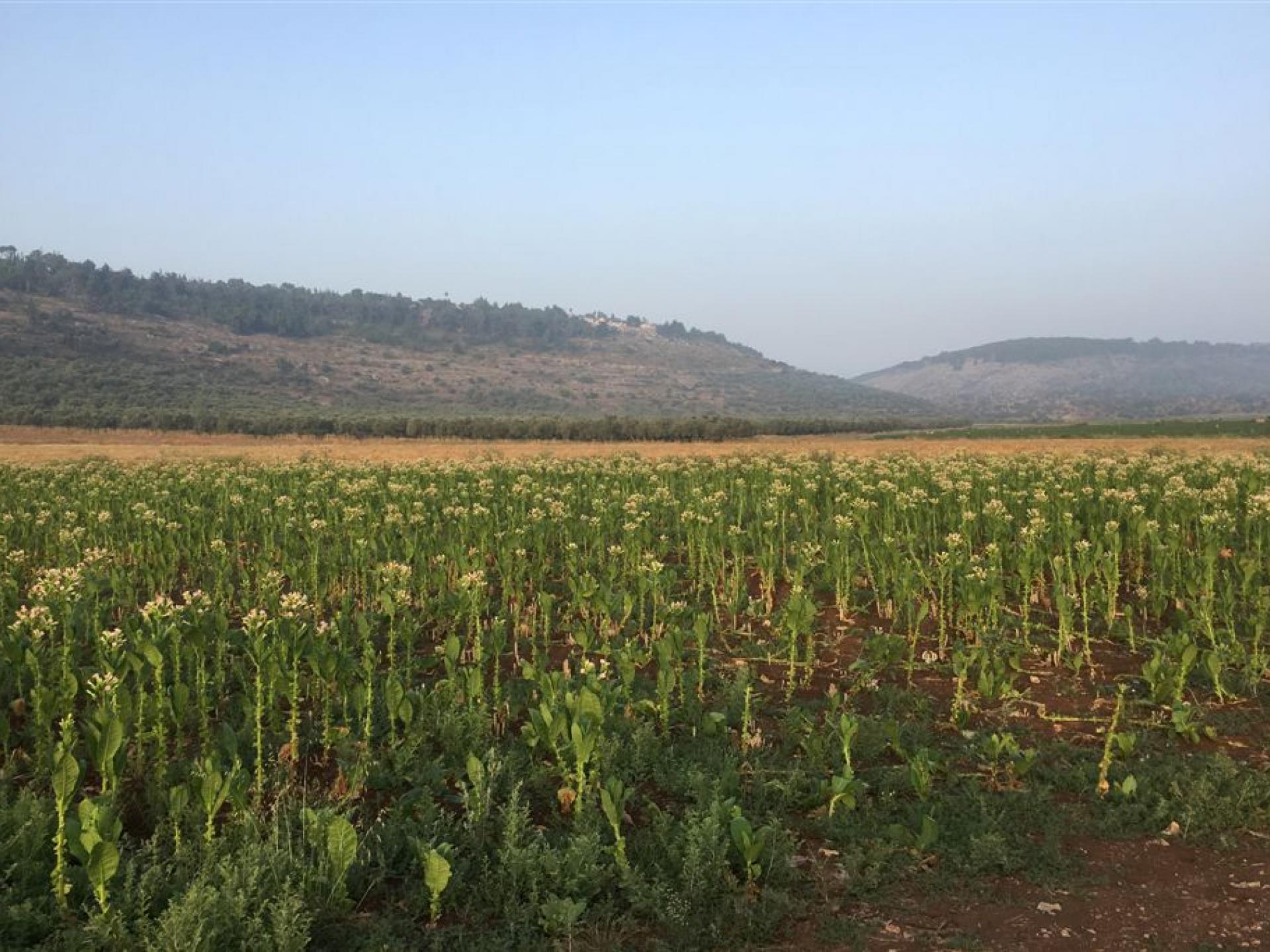 Ya'abed-Dotan Checkpoint: Tobacco fields in flower