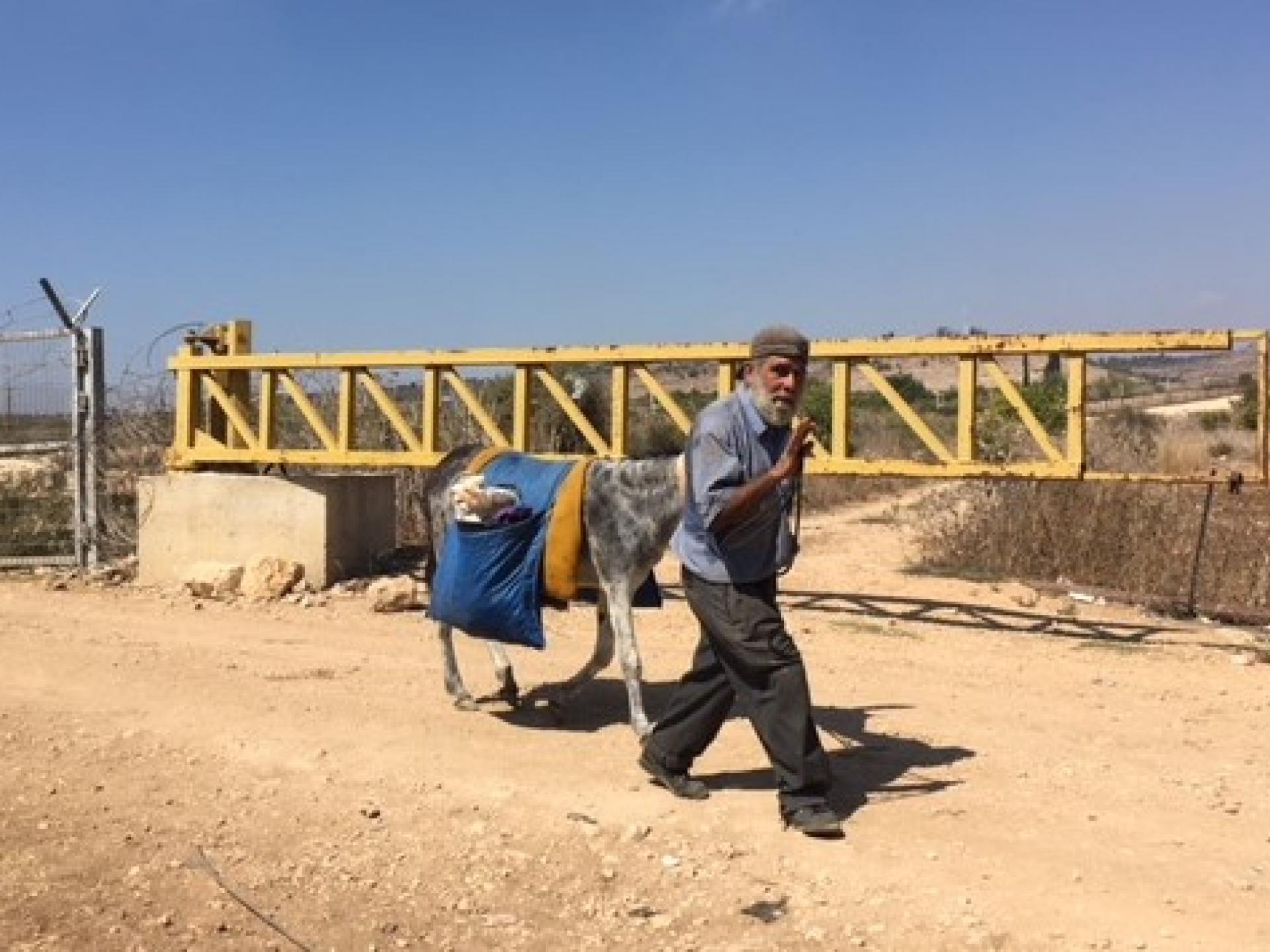 Palestinian and his donkey cross the Falamiya North CP