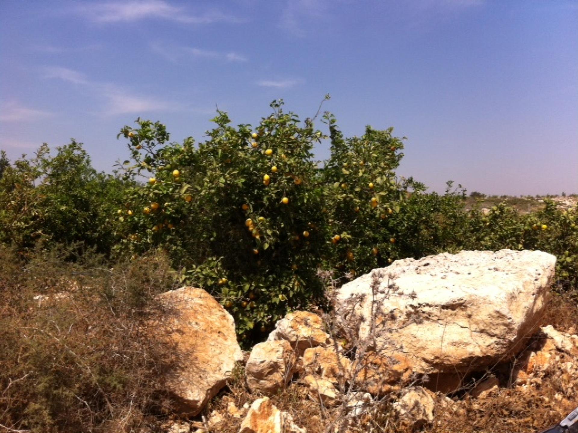 A lemon grove on the way to Falamiya South.