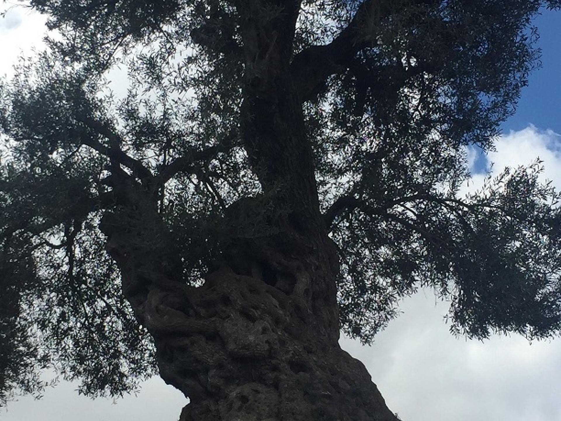 Ancient olive tree, Tel Rumeida, Hebron