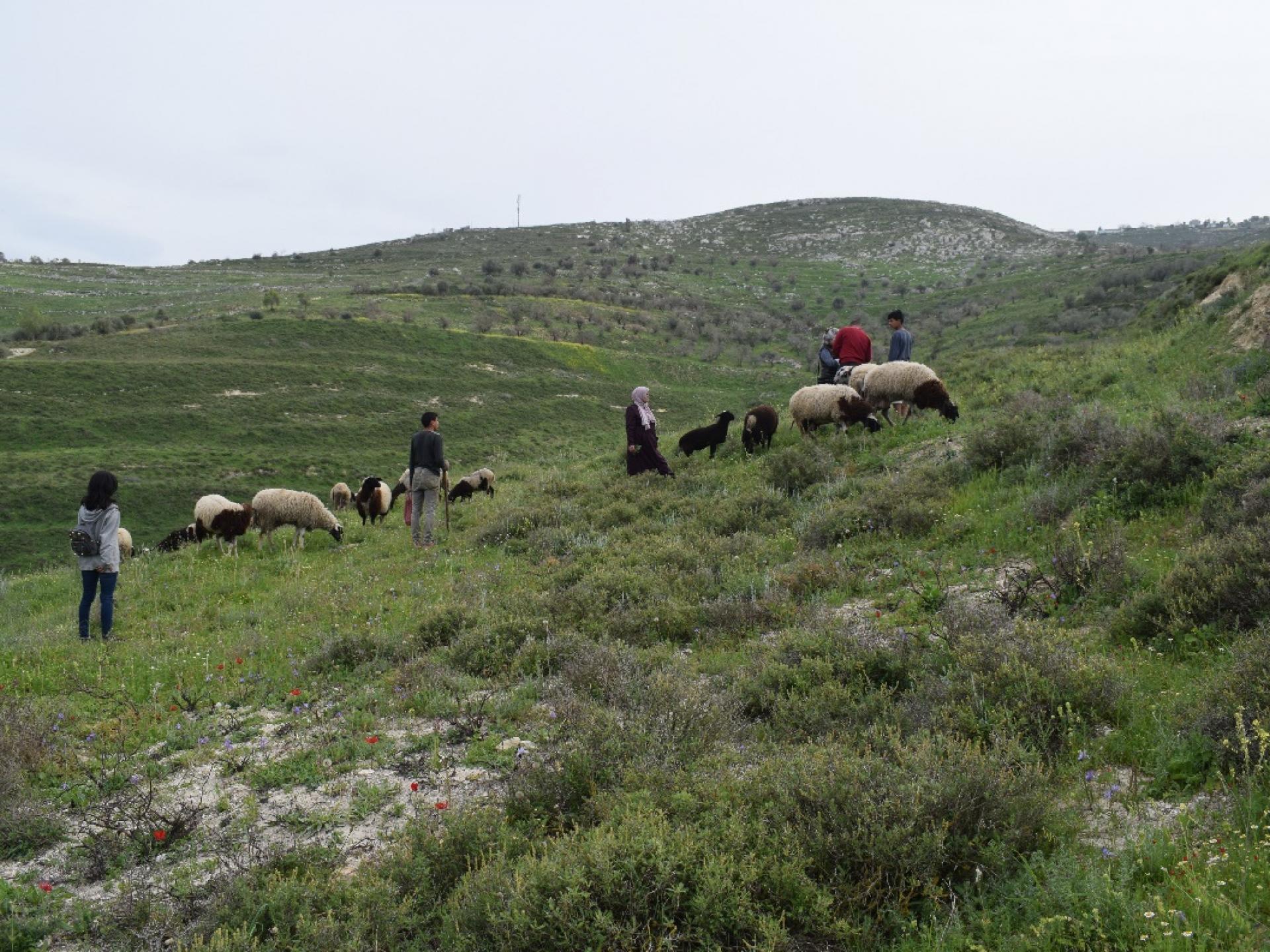עדר הכבשים הקטן של א. ליד חלקת עצי הזית. בגב ההר מימין ניתן לראות את בתי התנחלות יצהר.
