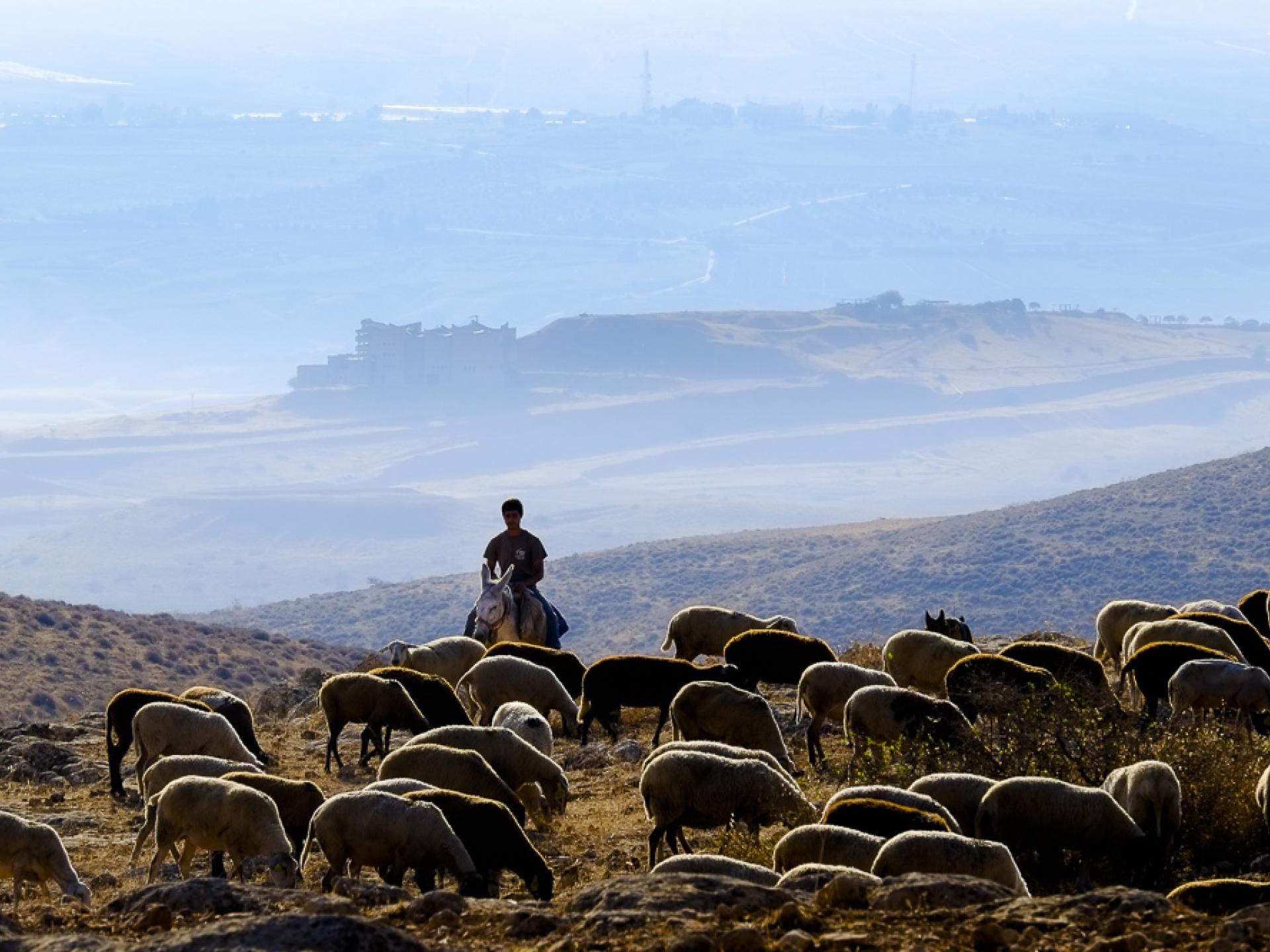 settler boy on donkey from Shirat HaAsabim herding sheep freely in the firing zone