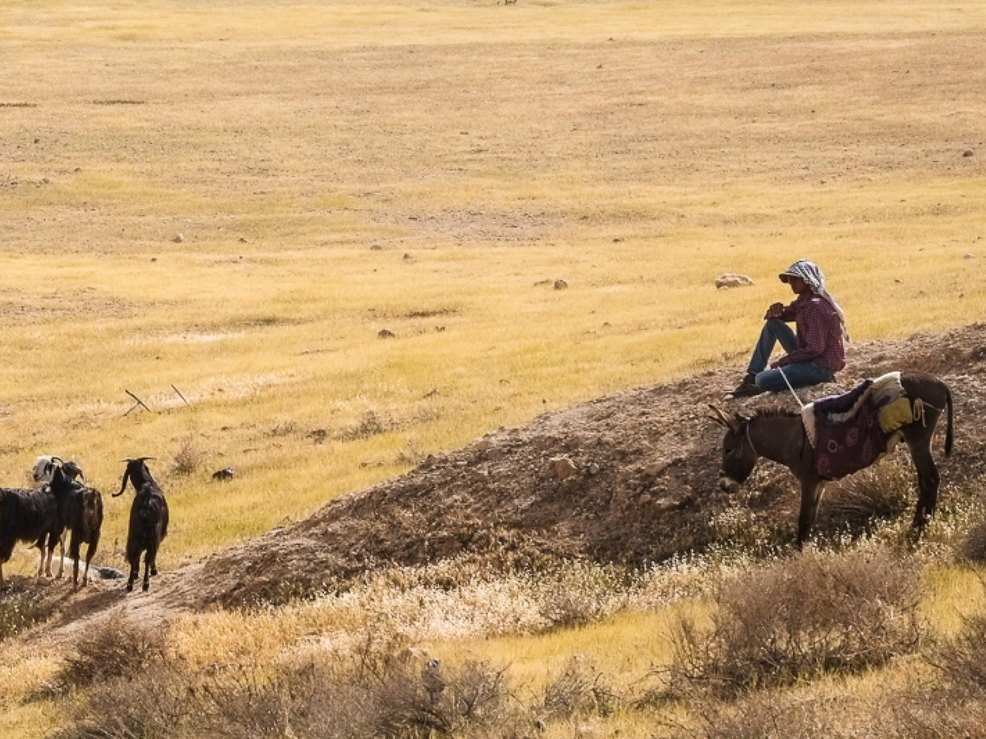 בקעת הירדן דרום: בני צאן של הפלסטינים רועים בשלווה בשטח המריבה