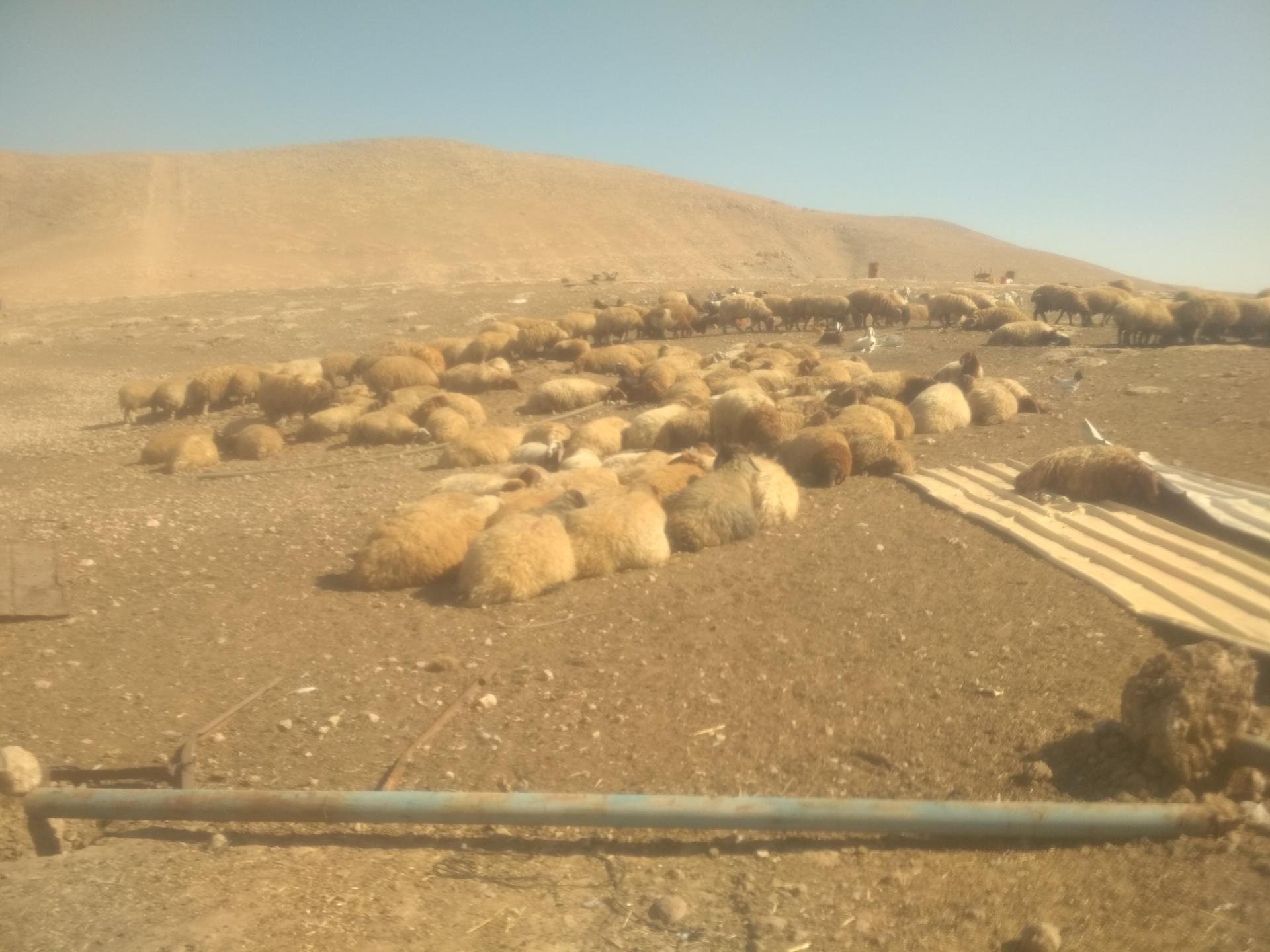 בקעת הירדן: הכבשים נותרו ללא מחסה בשמש המדברית