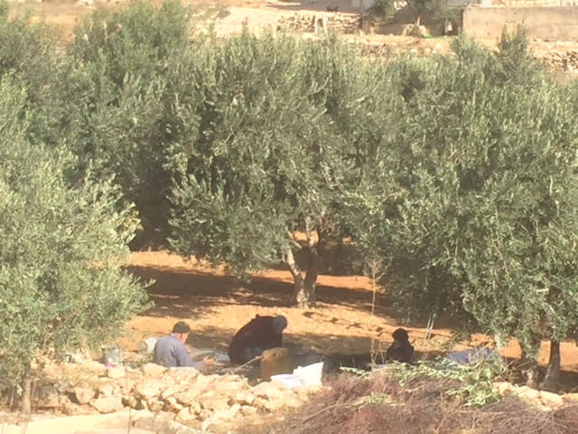 First rain and the Palestinians are in a hurry to finish the olive harvest