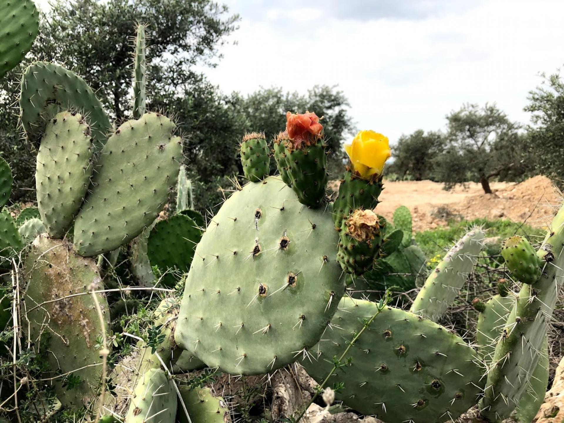 The prickly pear blossom