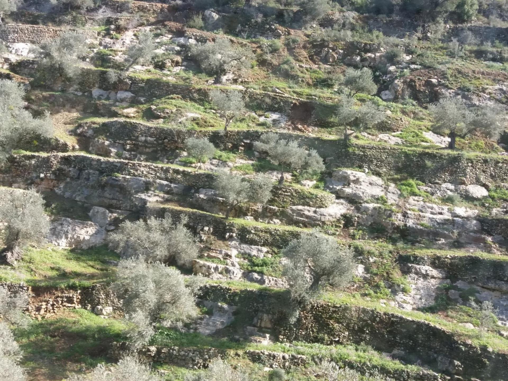 Wadi Lamun - terraces and olive trees