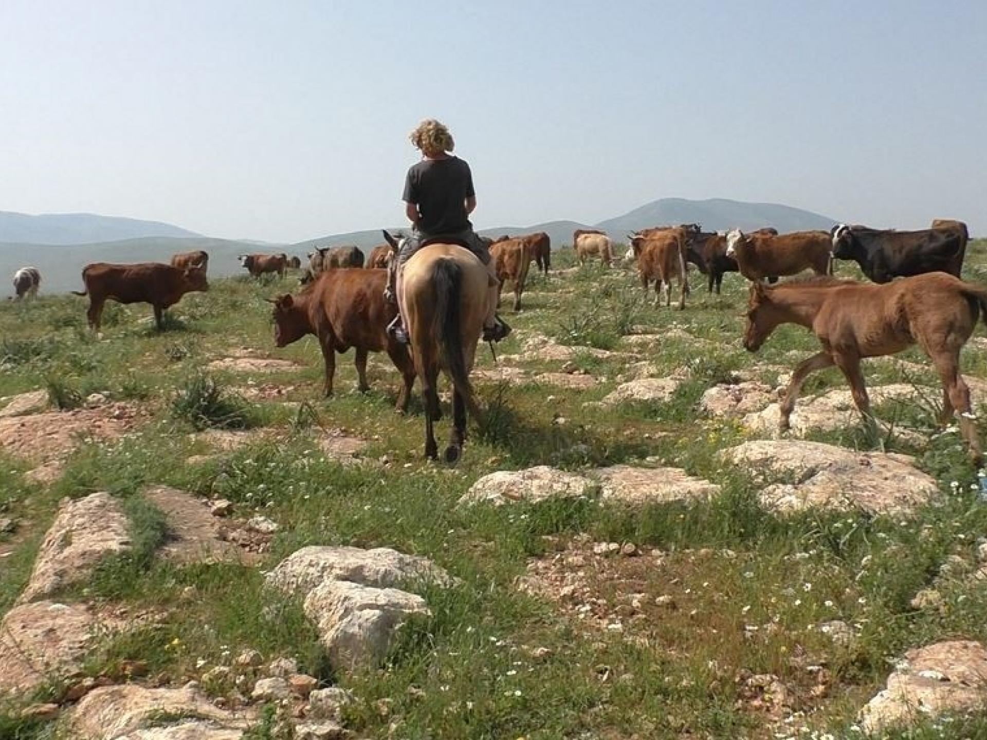    Jordan valley:  A “hilltop youth” on horseback with a herd of cows belonging to a settler from Umm  Zuka.