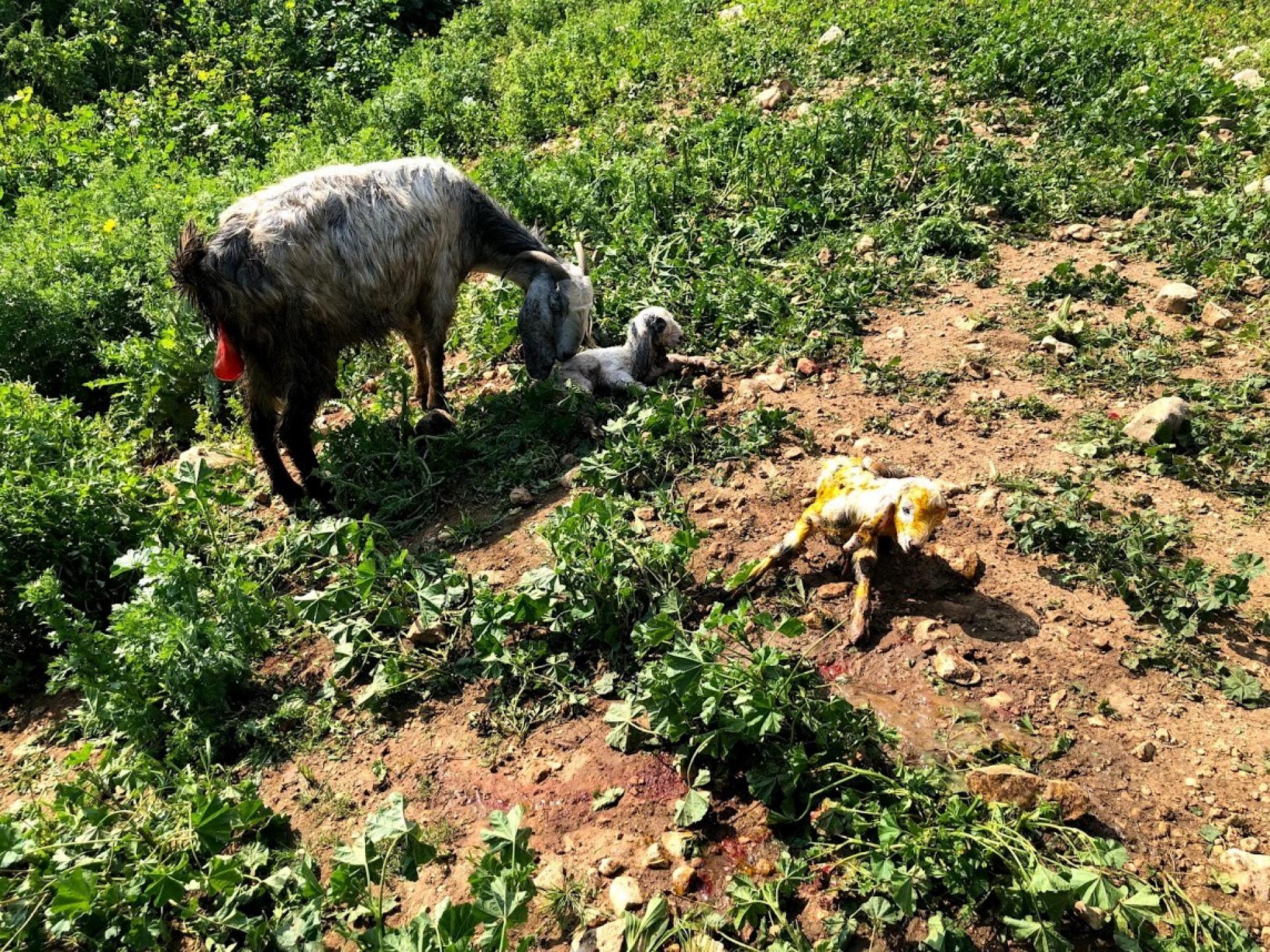 Jordan valley:  Mazal tov, twin lambs are born.