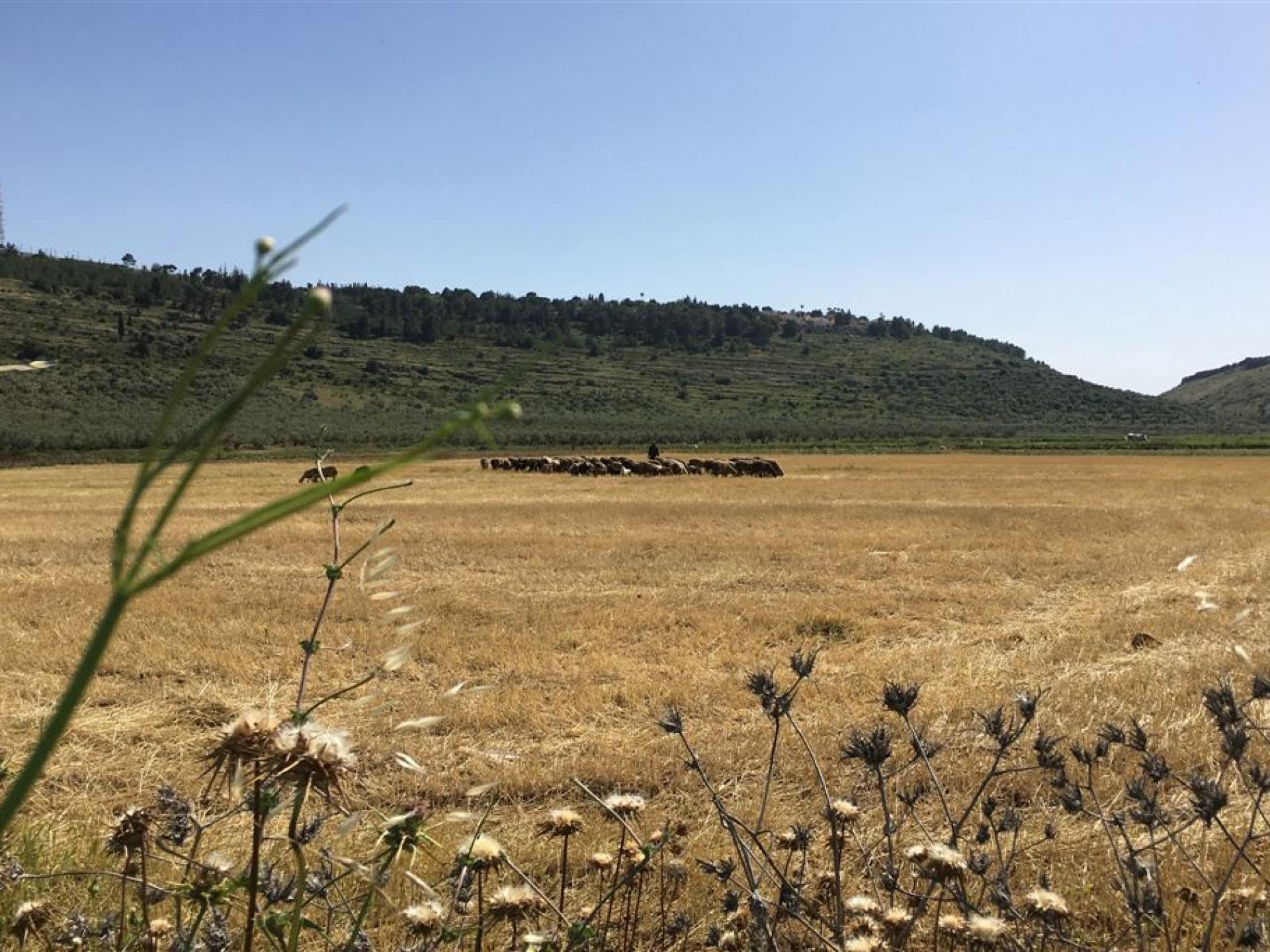 למרגלות התנחלות מבוא דותן: רועים פלסטינים בשדה שלף