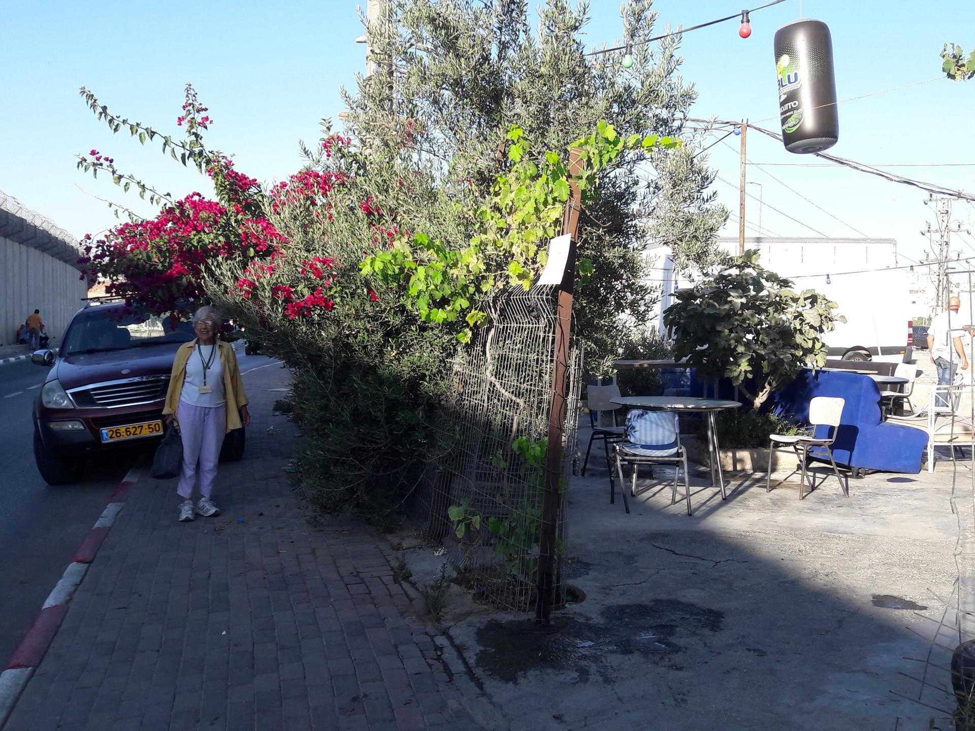 חנה תחת הביגונביליה, מימין חצר בית הקפה ומשמאל מעבר לכביש חומת הפרדה