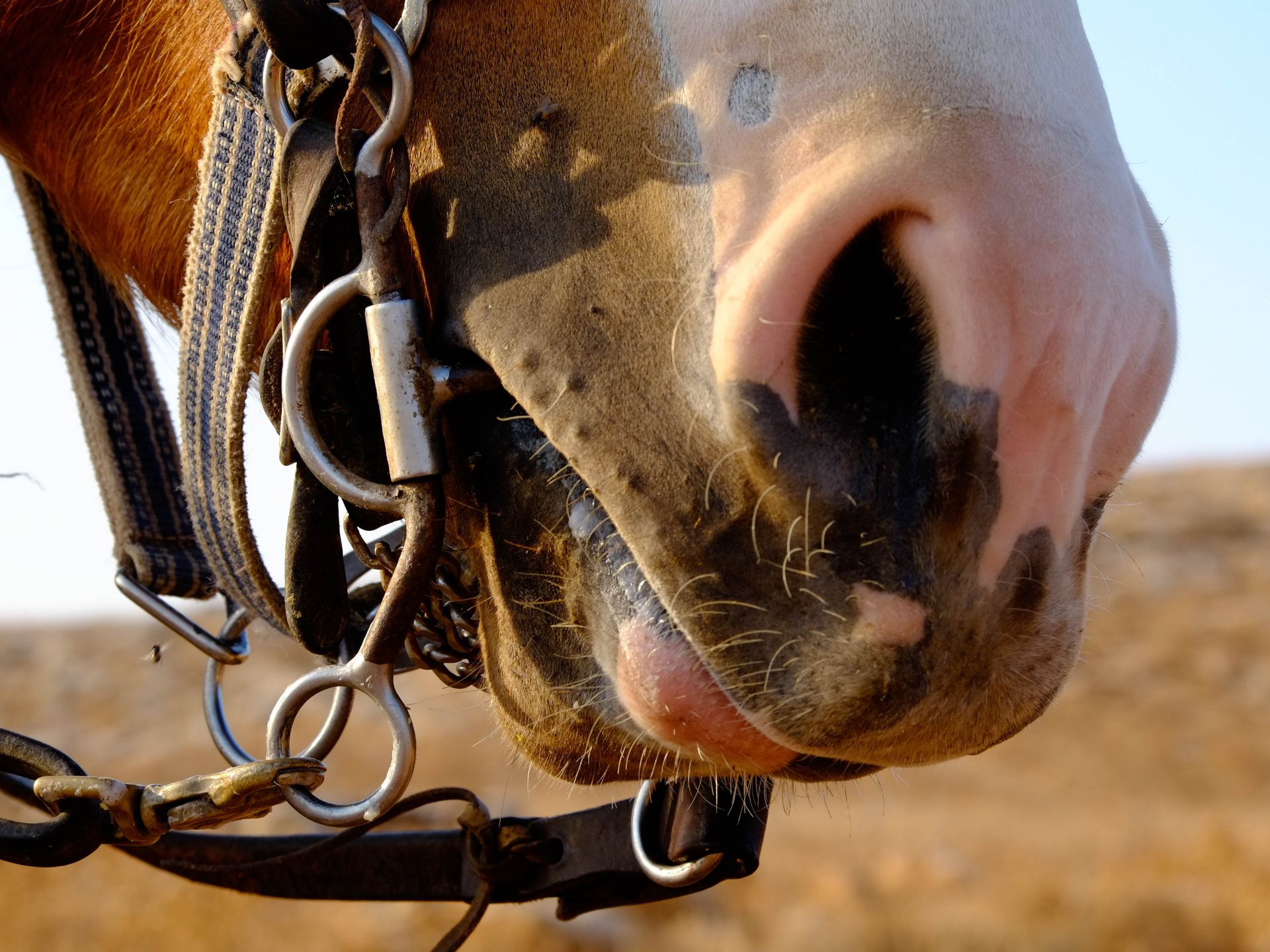 closeup on horses head
