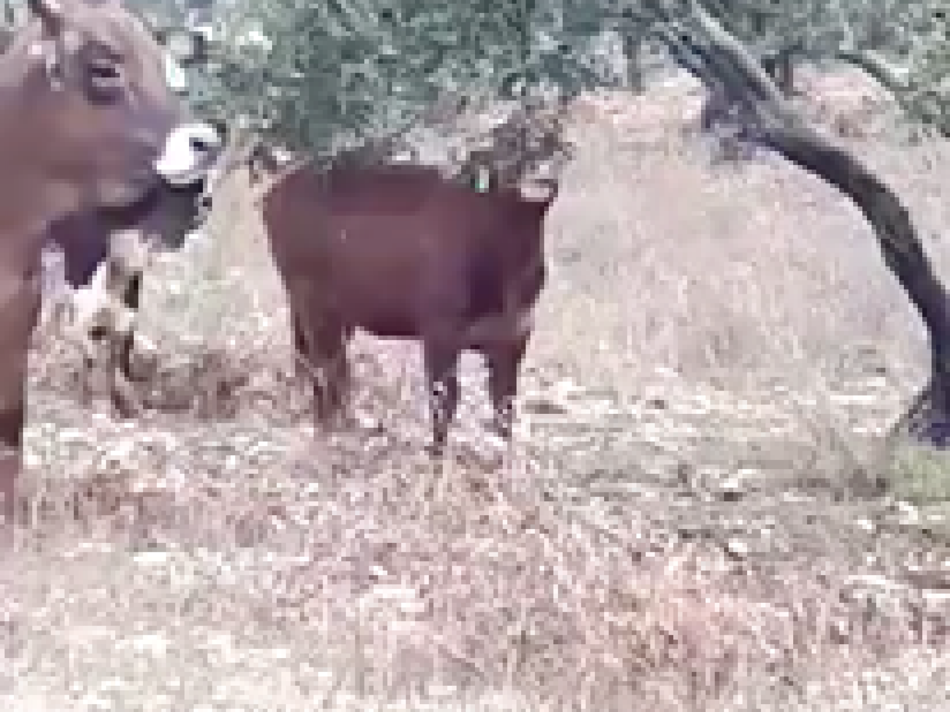 פרות במטע הזיתים