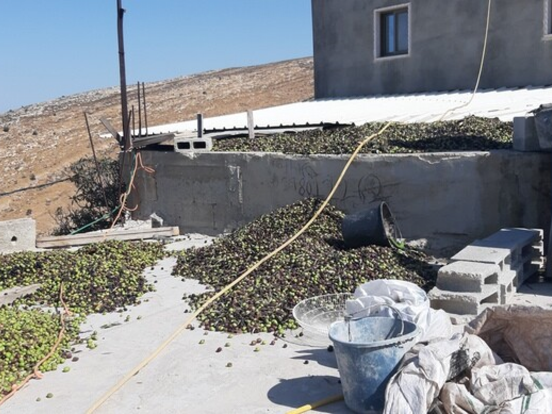 על גג משפחת ג'אדאללה מייבשים את הזיתים לפני שמביאים אותם לבית הבד
