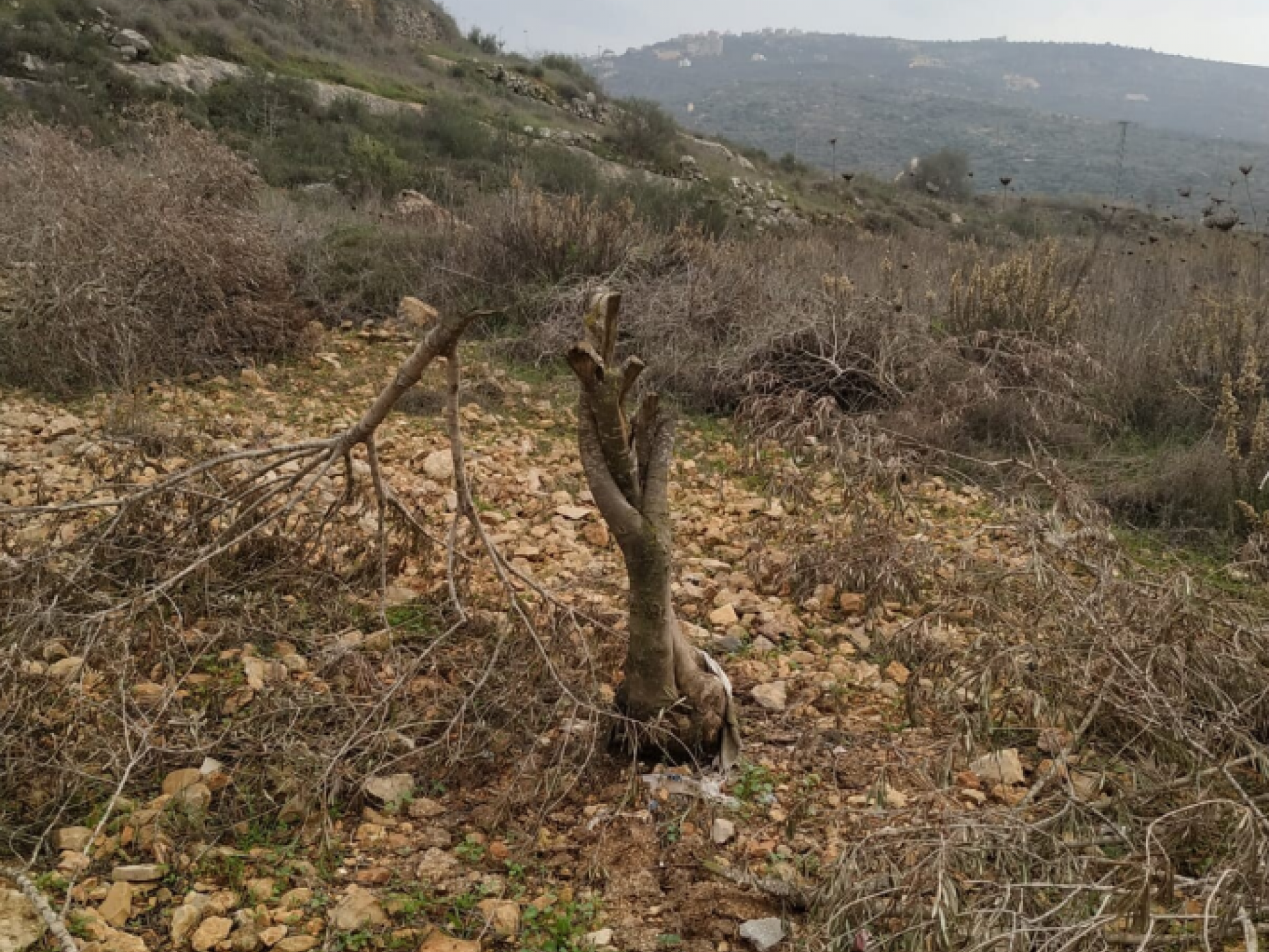 38 עצי זית נכרתו בלילה בכפר יאסוף, בחלקה שקרובה להתנחלות רחלים. בצילומים אפשר לראות באיזו נחישות וואכזריות נעשה מעשה הנבלה הזה