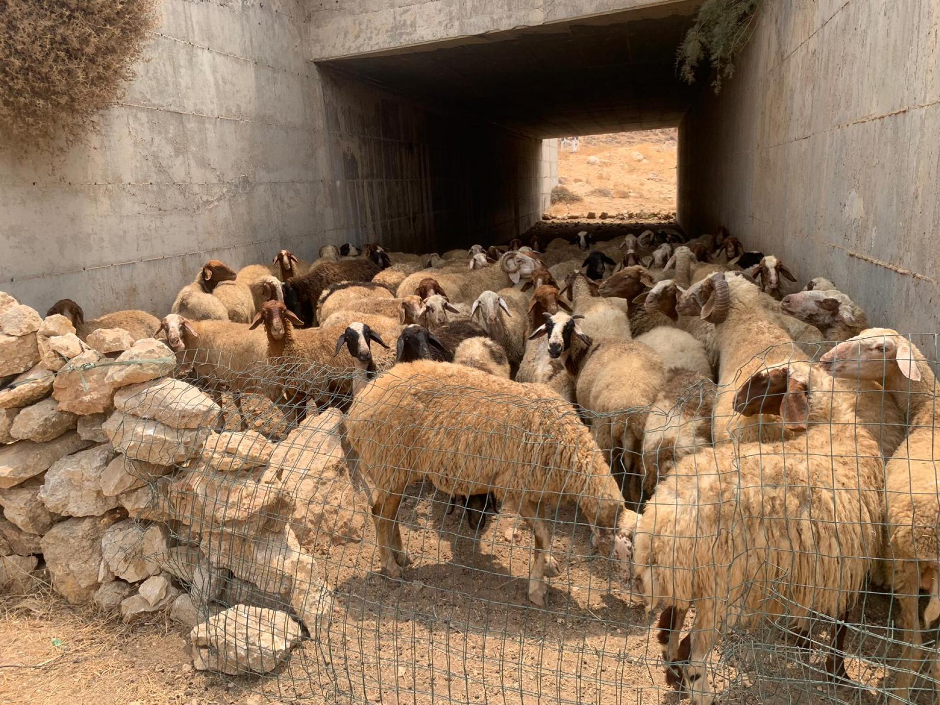 מכלאת הכבשים בצהרי היום מתחת לגשר שעל וואדי ראדים