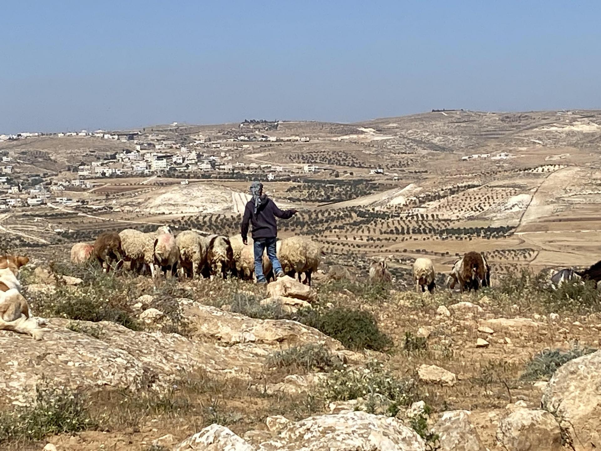 זוידין - הרועה מוביל את העדר לאזור השחון שהוקצה לו