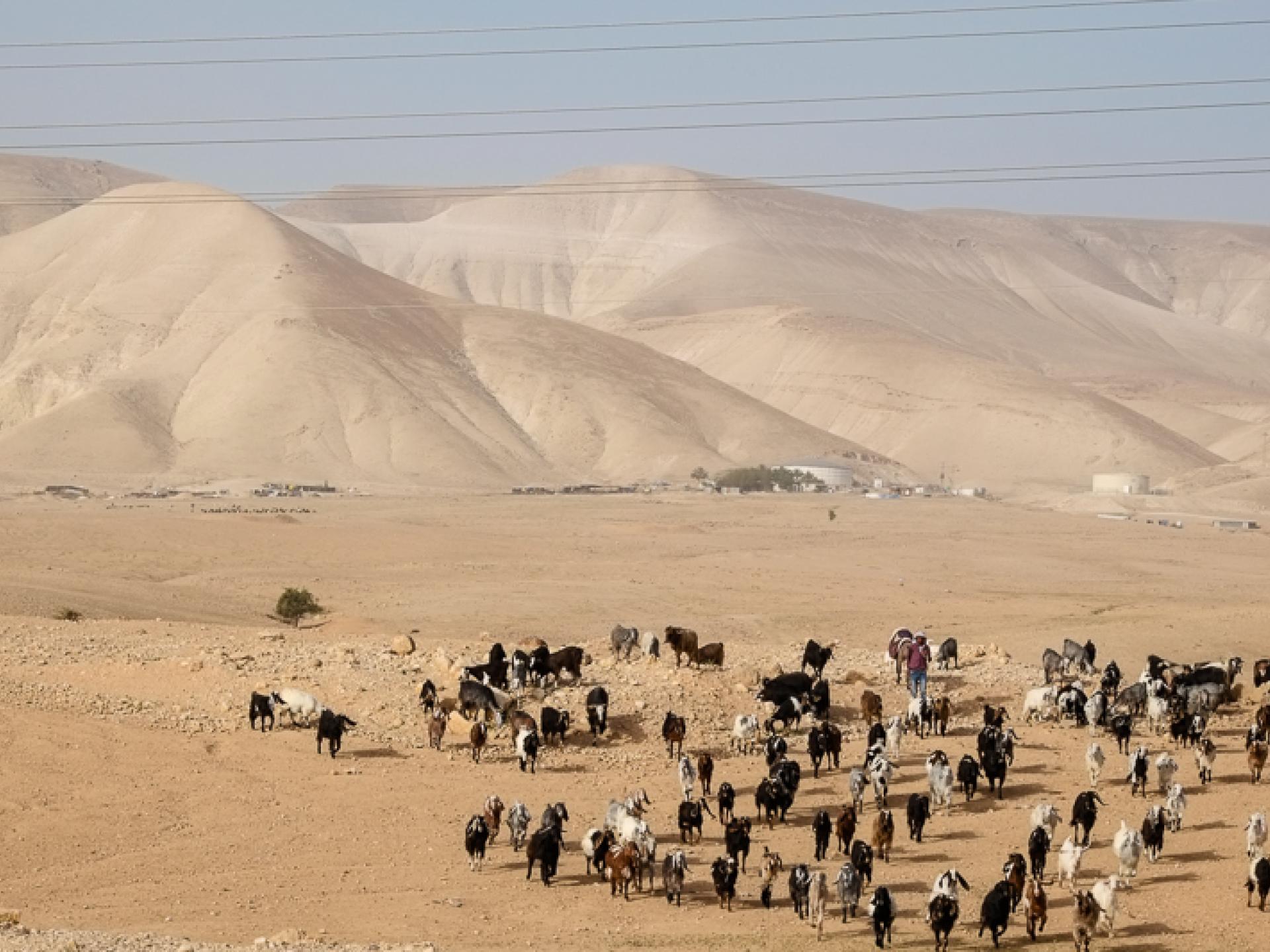 Jordan Valley south: the herds are arriving from a bare desert area – where there is no dispute with the settlers, as there is nothing to graze