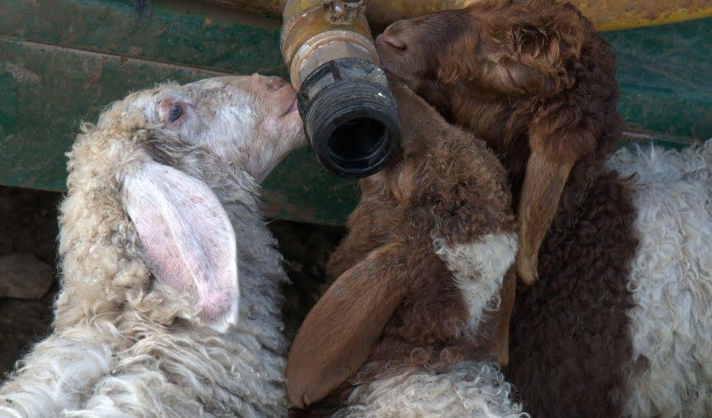 Sheep lick a dry tube