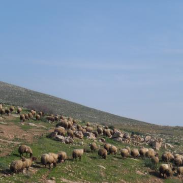 Hamra/Beqaot 10.02.10