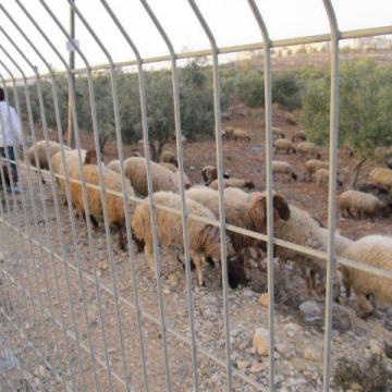 Al Jib/Givat Ze'ev checkpoint 13.11.11