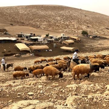בקעת הירדן: ליווי רועים פלסטינים באזור אום זוקא