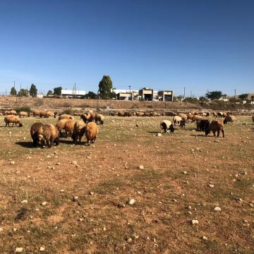 בקעת הירדן: הכבשים מלחכות את הפלומה הירוקה הראשונה אחרי היורה
