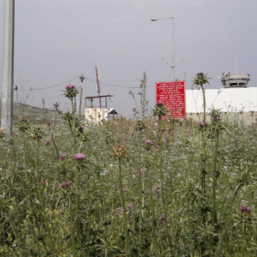 מחסום יעבד: שדה קוצים ופרחים בסוף האביב מכסה על כיעור המחסום