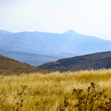 שדות זהב בבקעת הירדן; מרחוק נראית התנחלות מעלה אפרים וברקע פסגת הר סרטבָה 