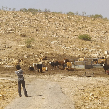 פרות בכניסה למאחז היהודי הבלתי חוקי באום זוקא והצינור שגונב מים מהבאר של הפלסטינים בסמרה