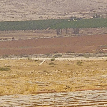 בקעת הירדן, ברדלה: השדות האלה לא הושקו בקיץ כי הצינורות נחתכו