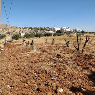 בקעת הירדן: בכניסה לכפר דומא עוברים ליד הזיתים שהמתנחלים שרפו