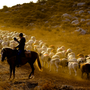 רשאש: אחד מנערי הגבעות עם עדר הכבשים הלבנות והגזוזות 