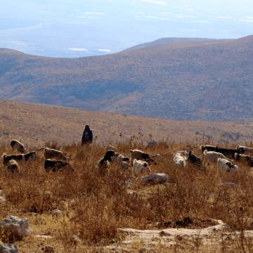 רשאש, בקעת הירדן: עדר הצאן של הבדואים רועה בשלווה