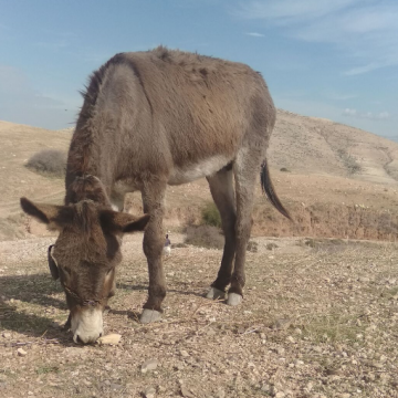 אל פארסיה: רכב שטח 4X4 של הרועים בבקעת הירדן - מתדלק
