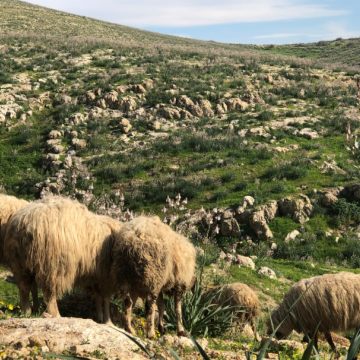 כבשים רועות בשדה הירוק