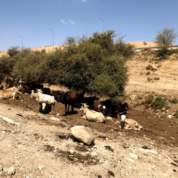 בקעת הירדן, פרות חסומות