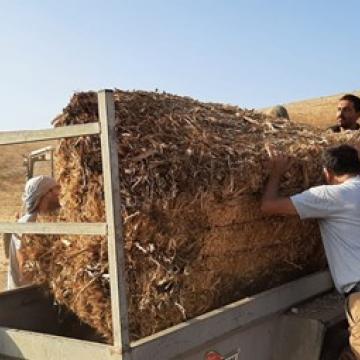 חומסה בקעת הירדן: איסוף החציר שנותר לאחר הריסות המגורים