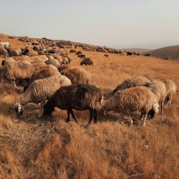 בקעת הירדן: עדר כבשים פלסטיני רועה בשלווה